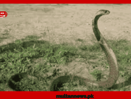 Danger Snake