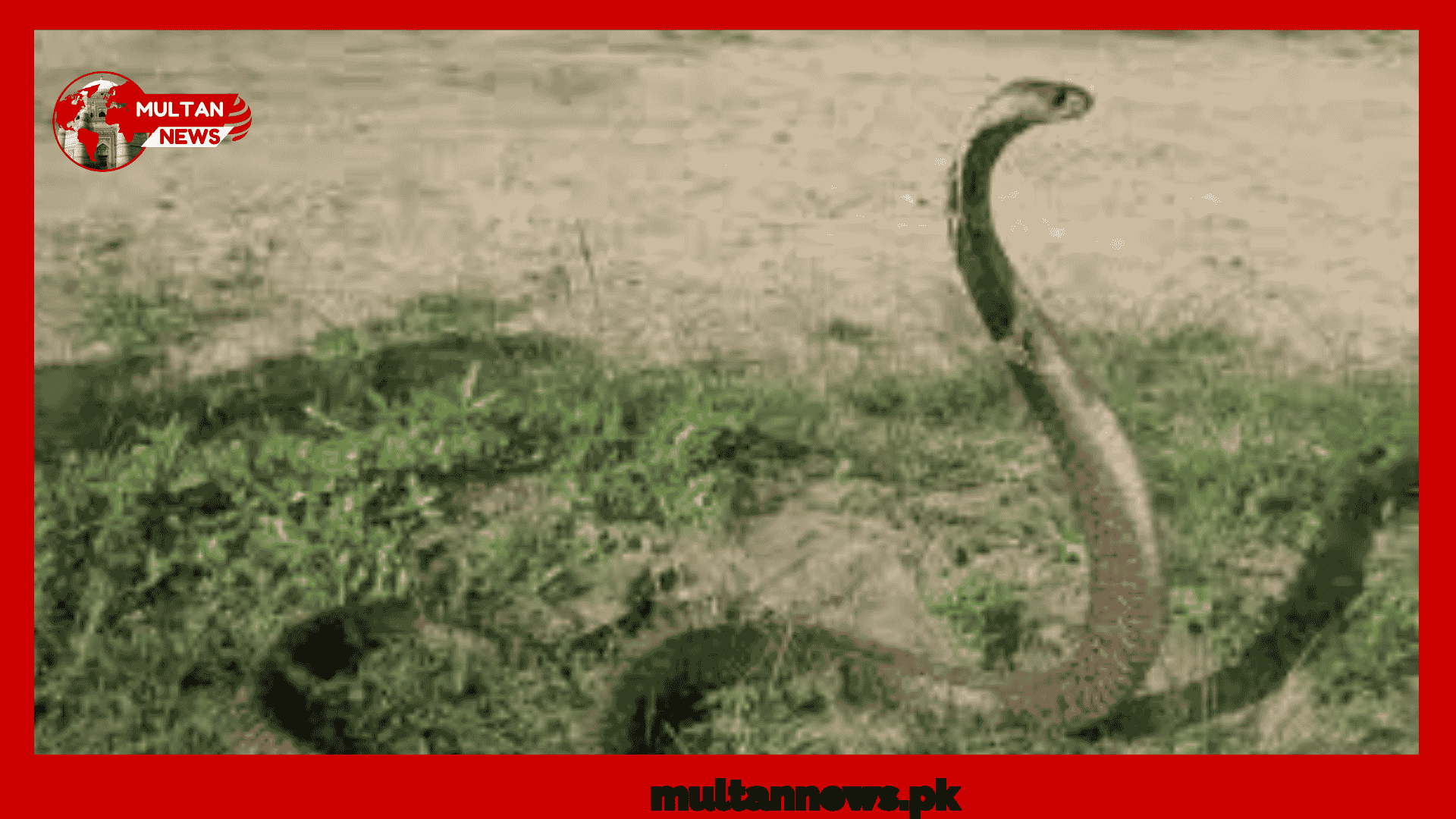 Danger Snake